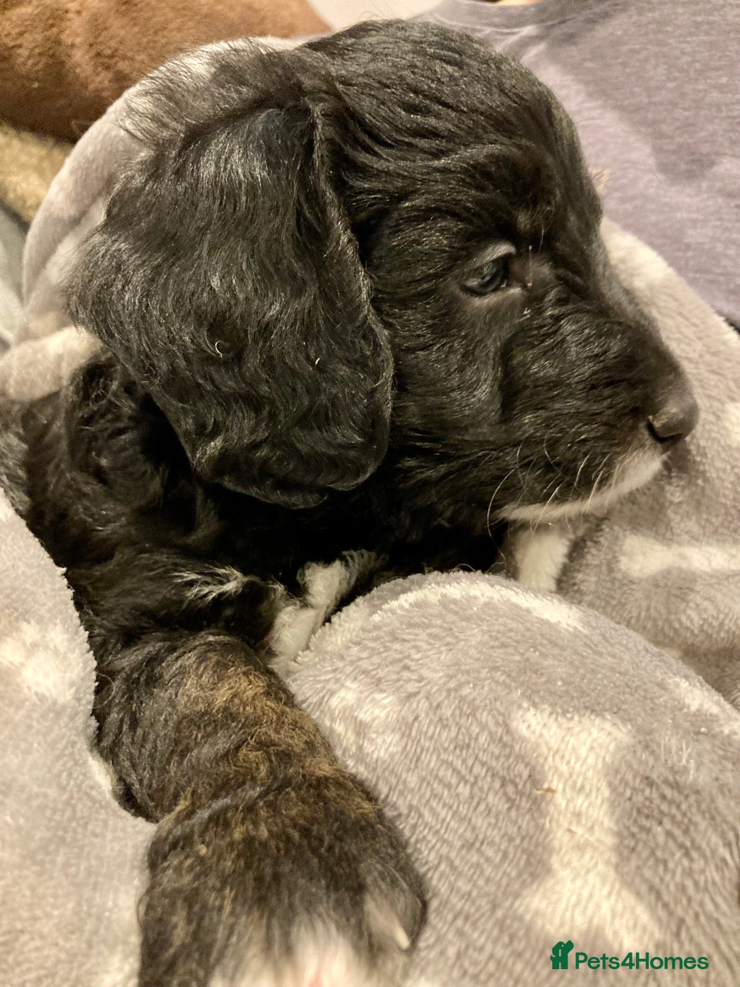 Goldendoodle dogs for sale: Miniature F1B Goldendoodle puppies - Advert 10