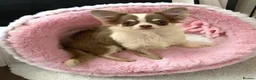 Chihuahua dogs for stud: Super Tiny lilac parti KC long coat Chihuahua STUD - Advert 5