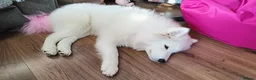Samoyed dogs for sale: Samoyed puppy for rehoming - Advert 14
