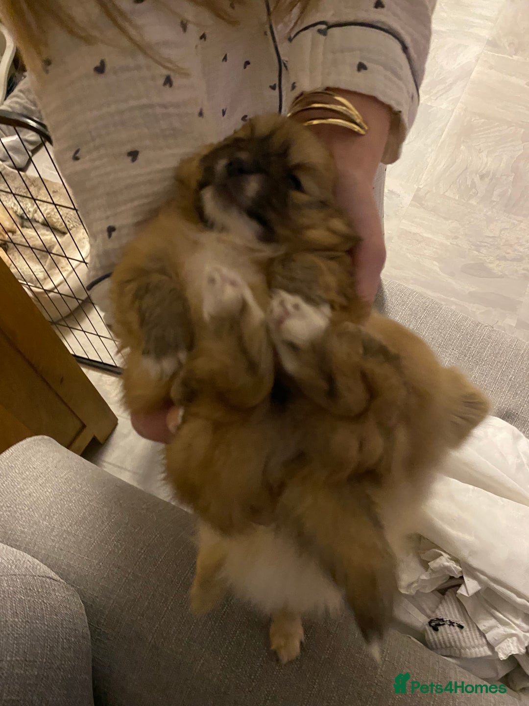 Pomeranian dogs for sale: Three beautiful Pomeranian puppies - Advert 5