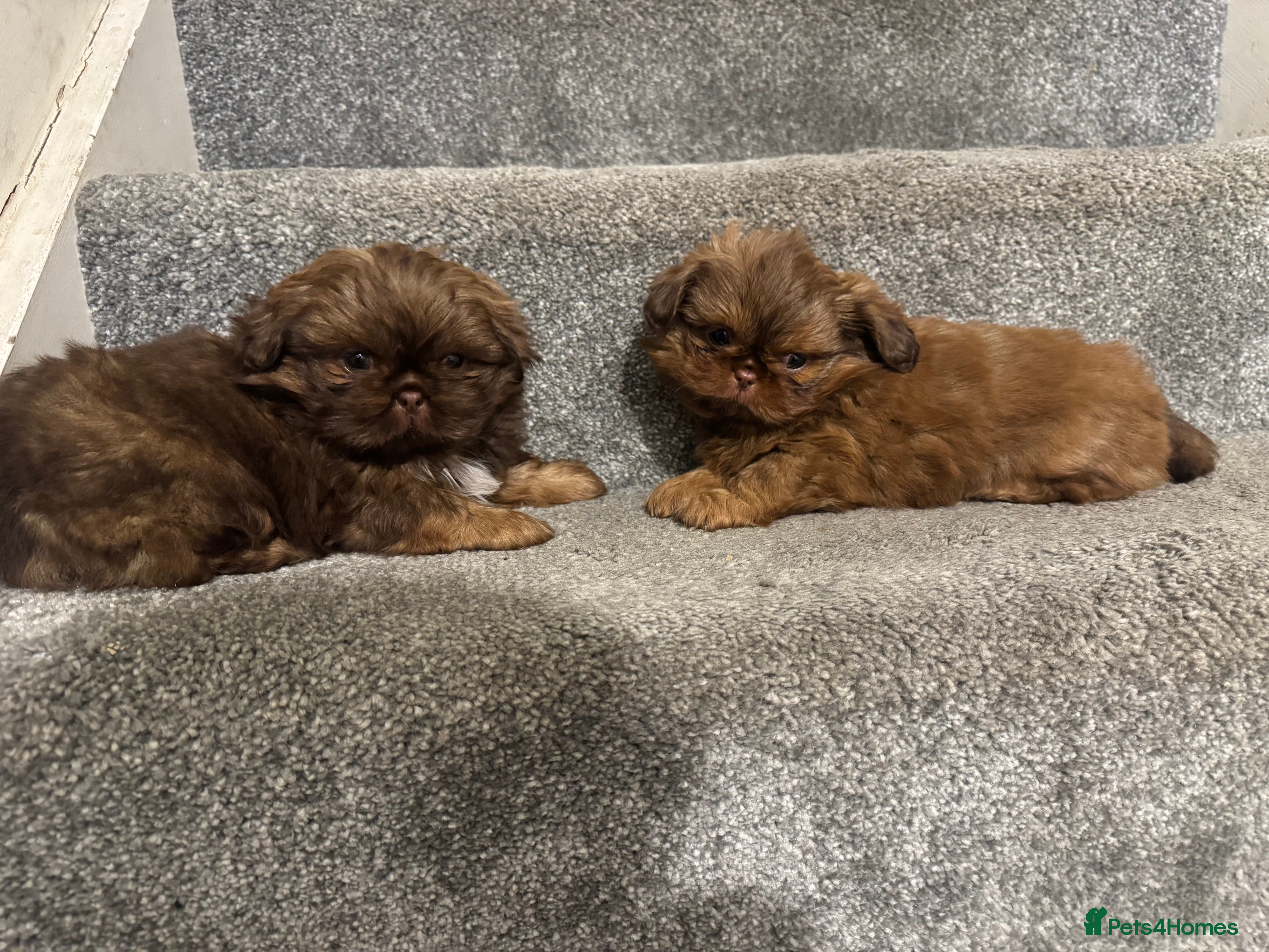 Shih Tzu dogs Chocolate imperial shihtzu puppies READY NOW - Advert 4