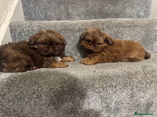Shih Tzu dogs Chocolate imperial shihtzu puppies READY NOW - Advert 4