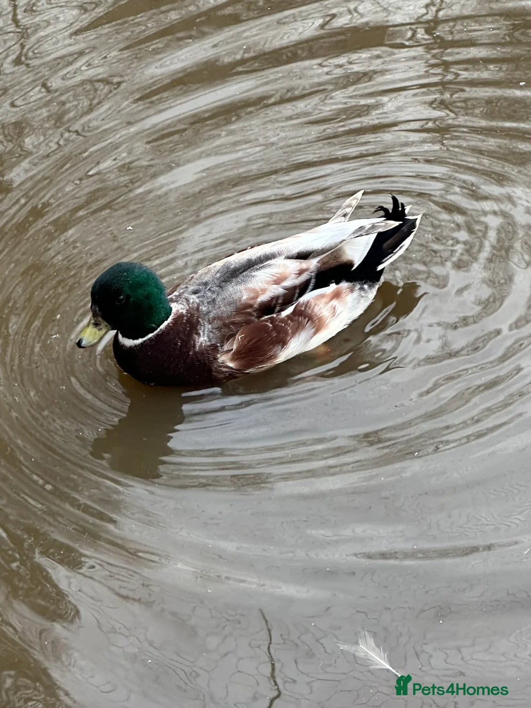 Ducks poultry for sale: Boy Call Ducks  in Keith - Advert 2