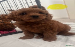 Cavapoo dogs for sale: Red F1B Cavapoos available one boy one gorl - Image 6
