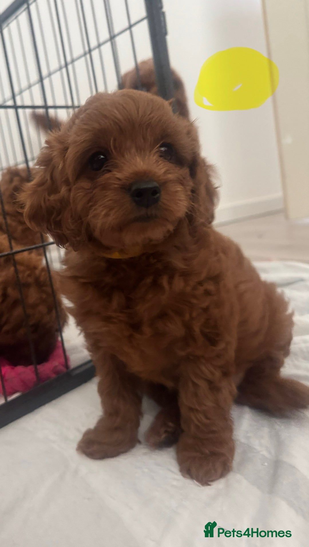 Cavapoo dogs for sale: Red F1B Cavapoos available one boy one gorl - Image 6