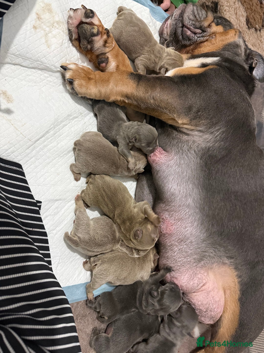 English Bulldog dogs for sale: Stunning English Bulldog Puppies - Advert 13