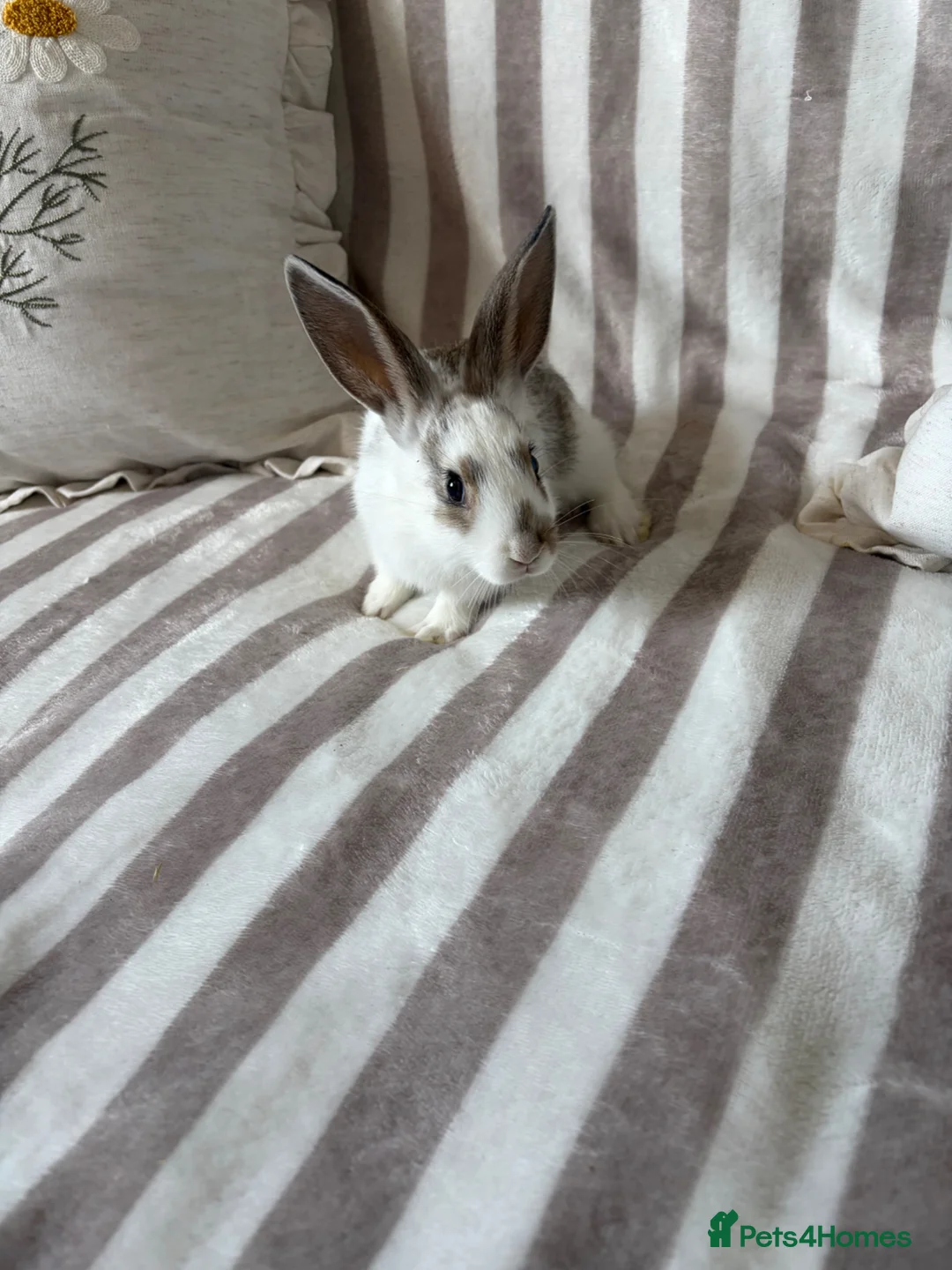 Mixed Breed rabbits for sale: Rex / English Angora baby’s  - Advert 20