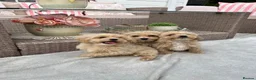 Maltipoo dogs for sale: Stunning apricot F1 Maltipoo puppies - Advert 9