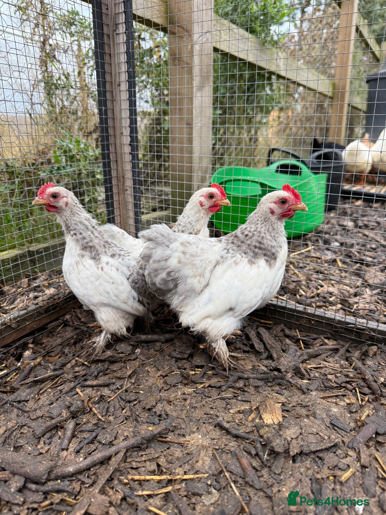 Chickens poultry Pekin bantam roosters - Advert 12
