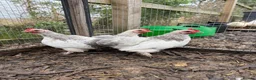 Chickens poultry for sale: Pekin bantam roosters - Advert 1