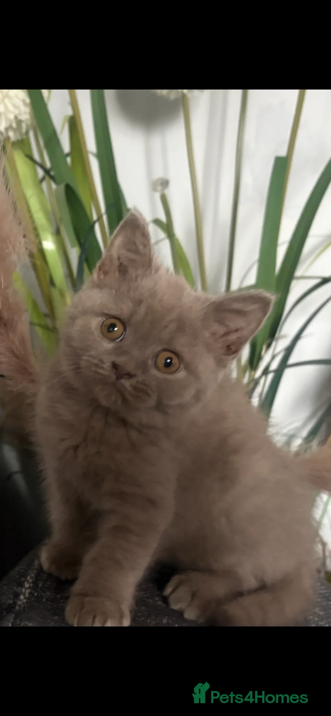 British Shorthair cats for sale: GCCF Registered 5 Generation British Shorthair - Advert 6