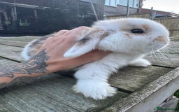 Mini Lop rabbits for sale: Mini lop boy  - Image 5