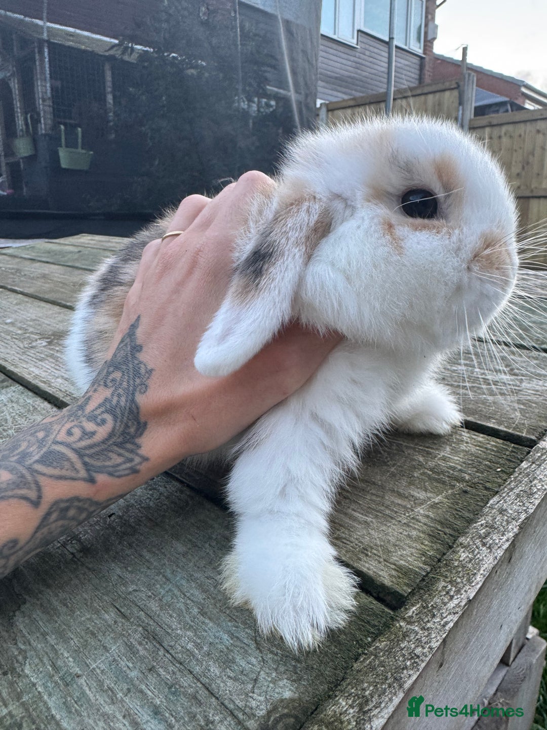 Mini Lop rabbits for sale: Mini lop boy  - Image 5