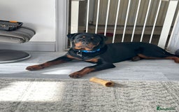 Rottweiler dogs for sale: Old fashioned big rottweiler pups  - Image 11