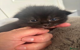 Ragdoll cats for sale: Ragdoll kittens  - Image 9