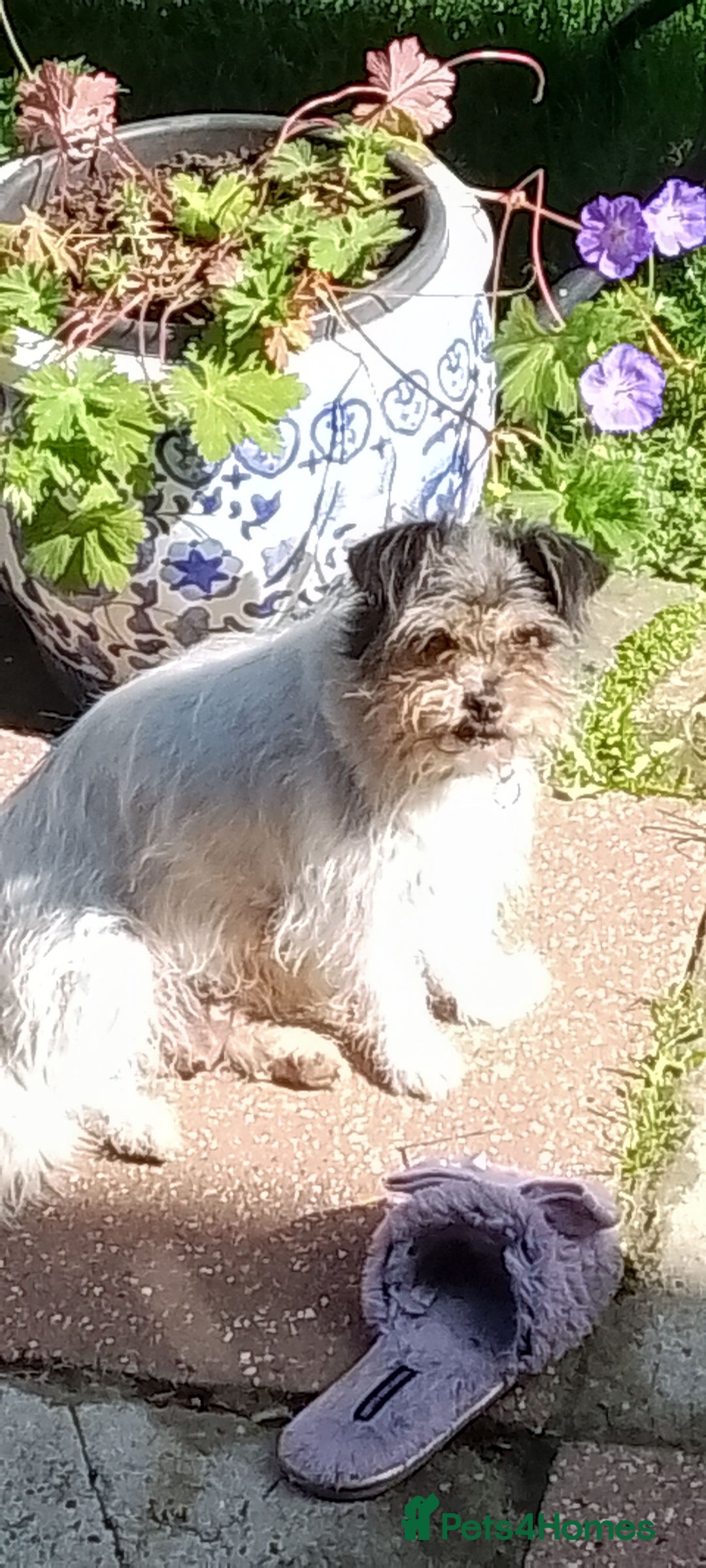 Mixed Breed dogs for sale: Lovely little shitzu cross puppies  - Image 2