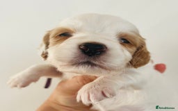 Sprocker dogs for sale: Sprocker/Cocker Puppies - Image 9