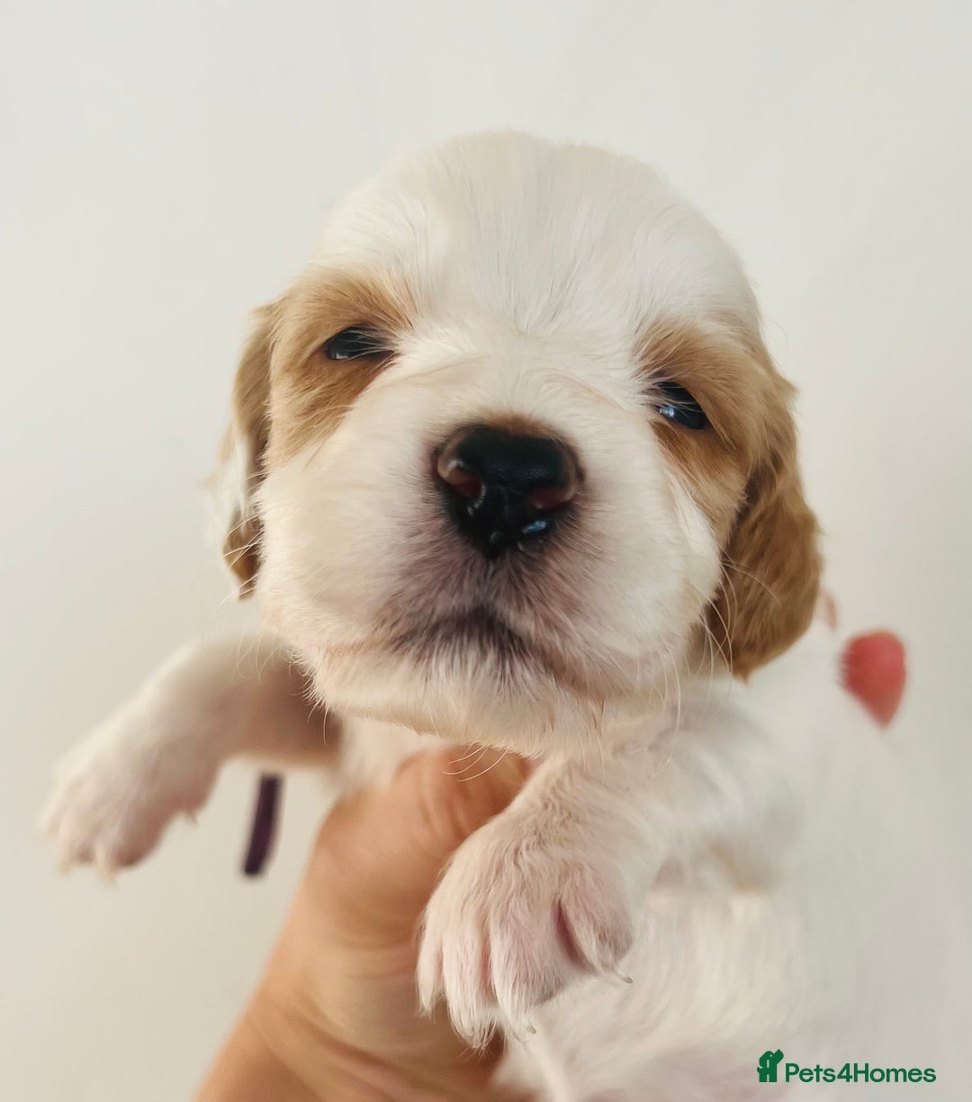 Sprocker dogs for sale: Sprocker/Cocker Puppies - Image 9