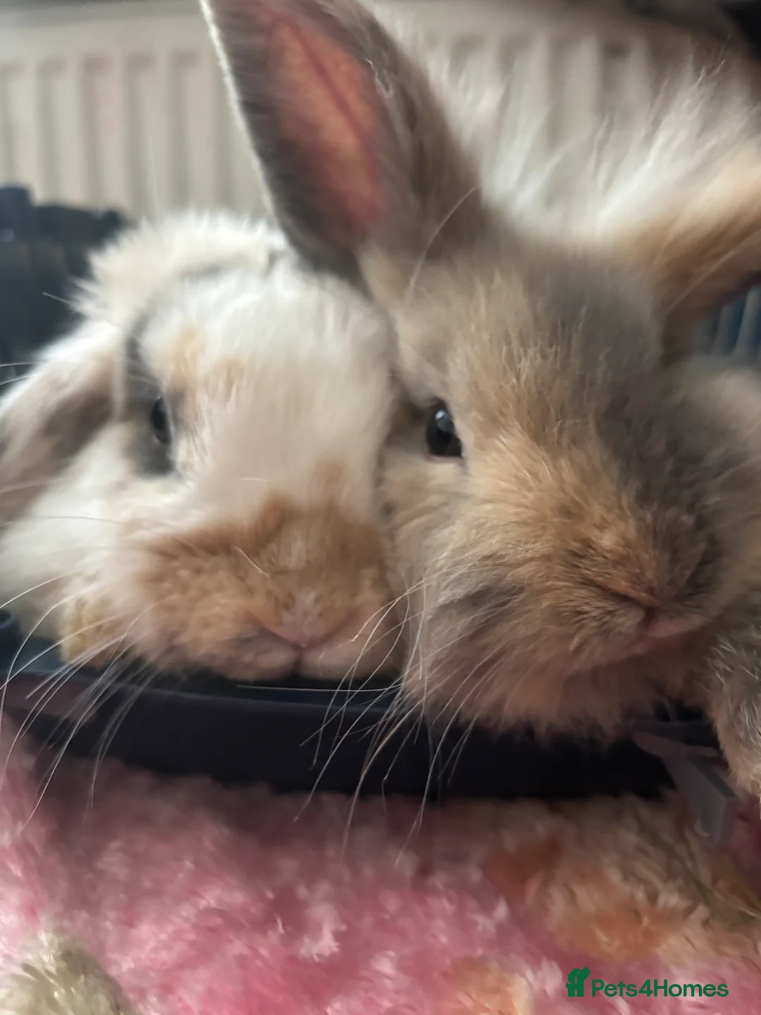 Mini Lop rabbits for sale: Meet Teddie – Your Sweet Mini Lop! 🐇 - Advert 2