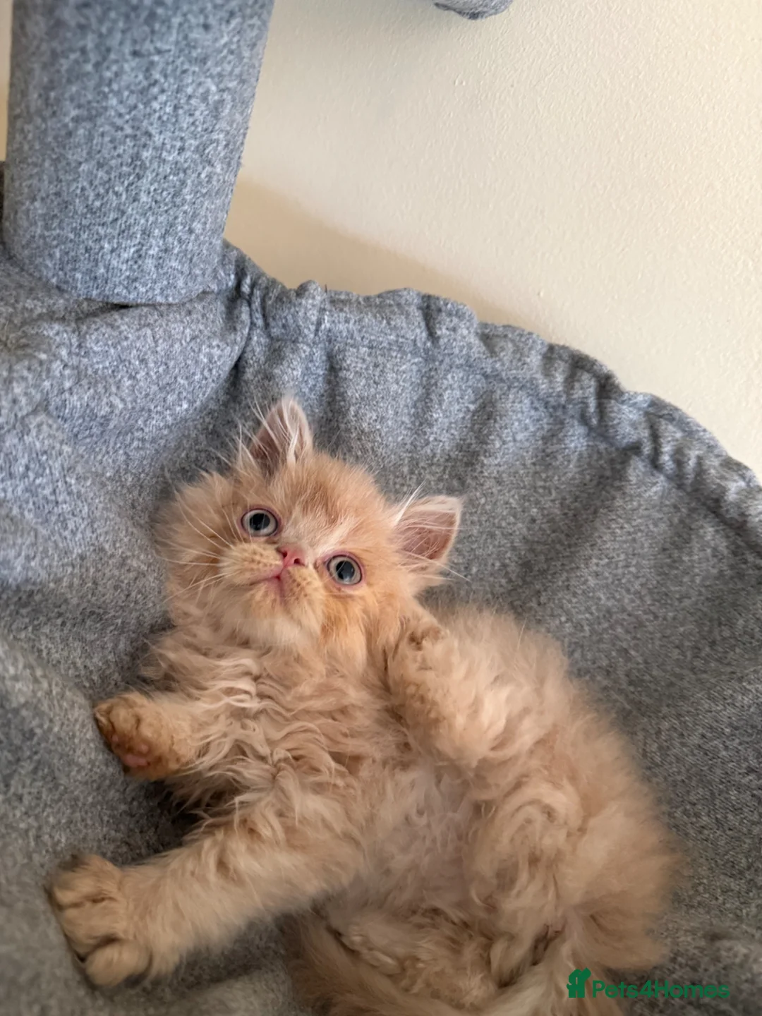 Persian cats for sale: GCCF registered cream Persians 💙 - Advert 32