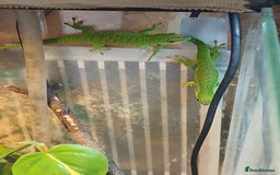 Gecko reptiles for sale: Madagascar giant day gecko juveniles - Advert 1
