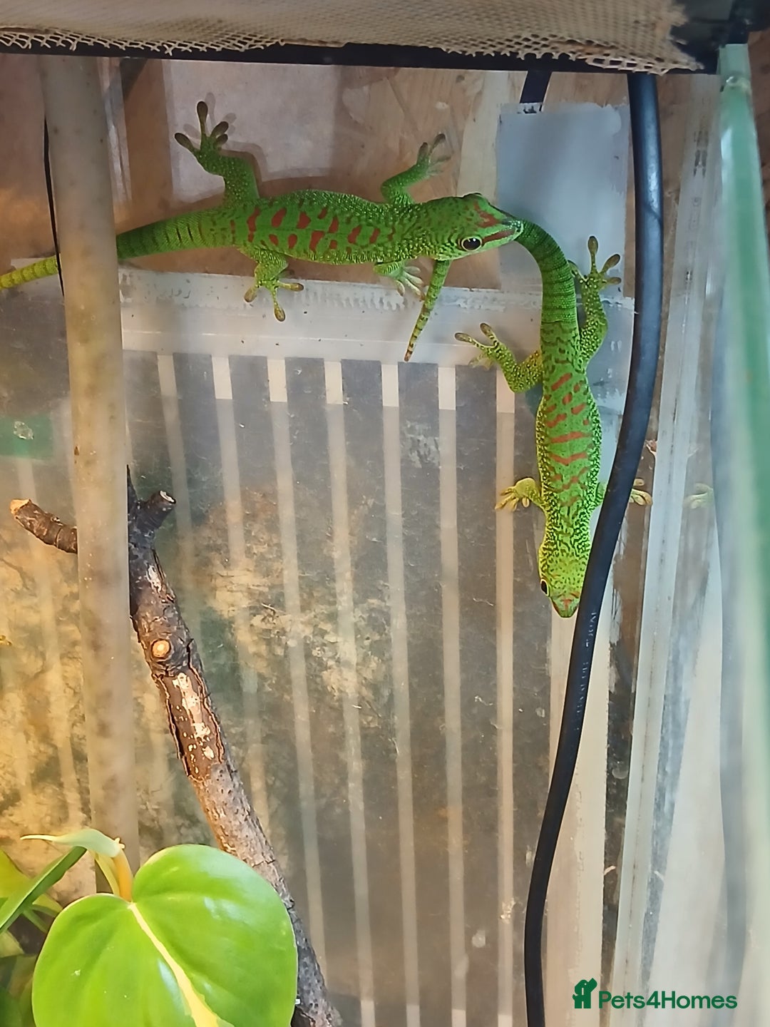 Gecko reptiles for sale: Madagascar giant day gecko juveniles - Advert 1