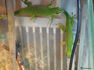 Gecko reptiles Madagascar giant day gecko juveniles - Advert 1