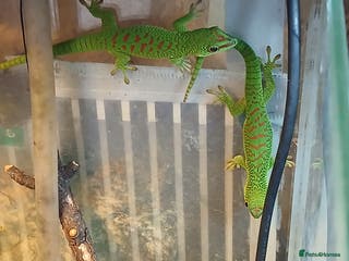 Gecko reptiles Madagascar giant day gecko juveniles - Advert 16