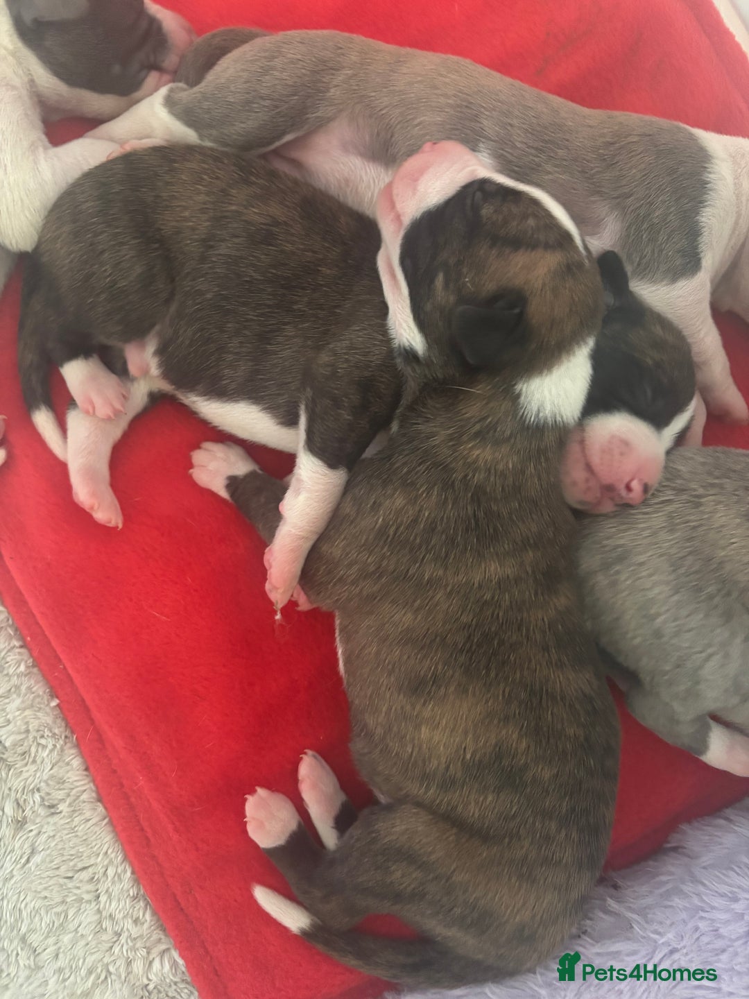 Whippet dogs for sale: Beautiful Blue Girl Whippet pup LAST ONE - Advert 8