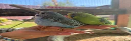 Budgerigars birds for sale: Budgies  in Worksop - Advert 1