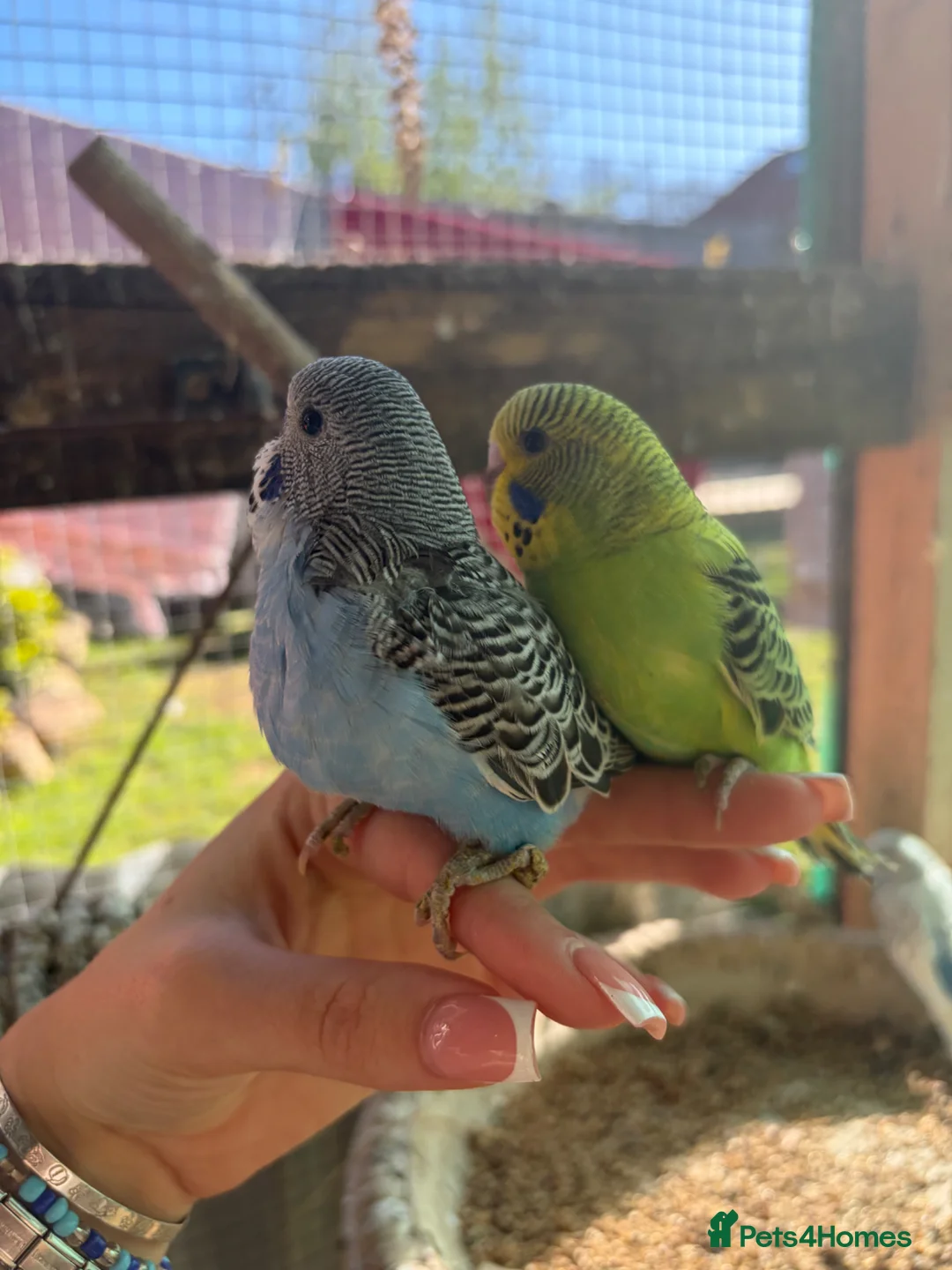 Budgerigars birds for sale: Budgies  in Worksop - Advert 1