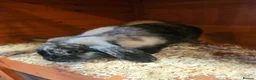 Mixed Breed rabbits for sale: Male & female rabbit free to good home. - Advert 4
