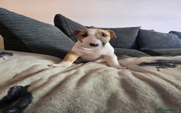English Bull Terrier dogs for sale: Beautiful girl - Image 6