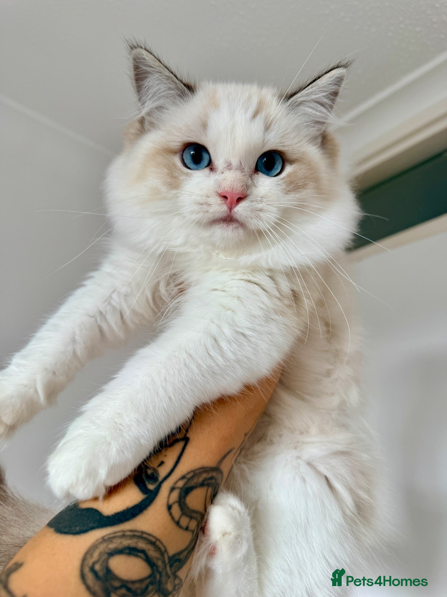 Ragdoll cats ✨ Exceptional Ragdoll Kittens Ready to leave ✨ - Advert 1