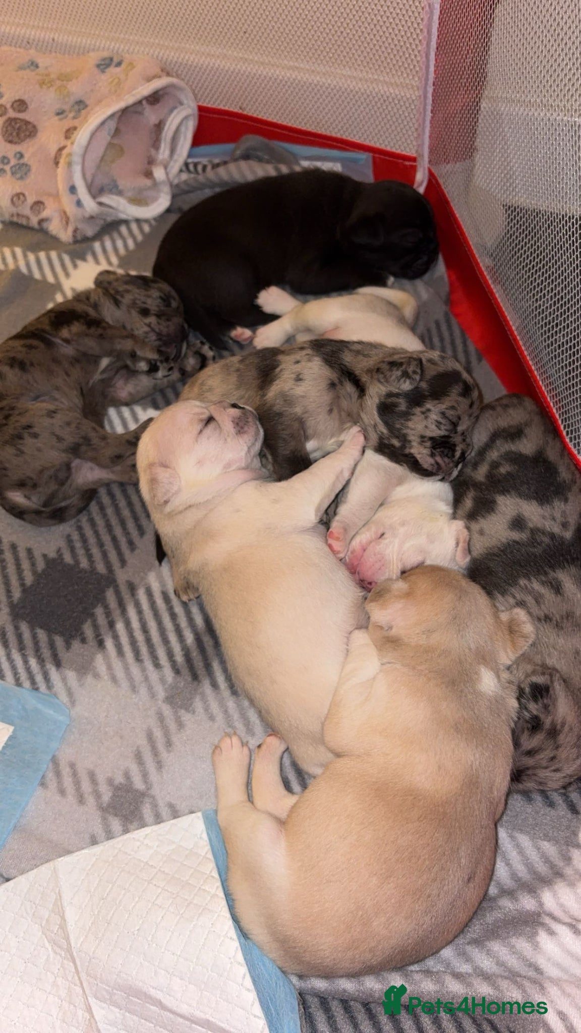 Frug dogs 🐶 Beautiful French bulldog/Pug puppies 🐶  - Advert 1