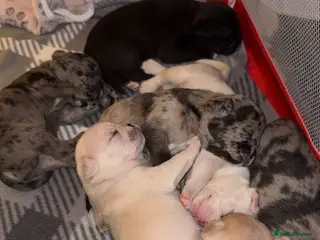 Frug dogs 🐶 Beautiful French bulldog/Pug puppies 🐶 - Advert 10