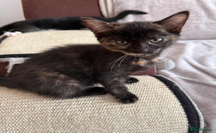 Mixed Breed cats - Advert 15