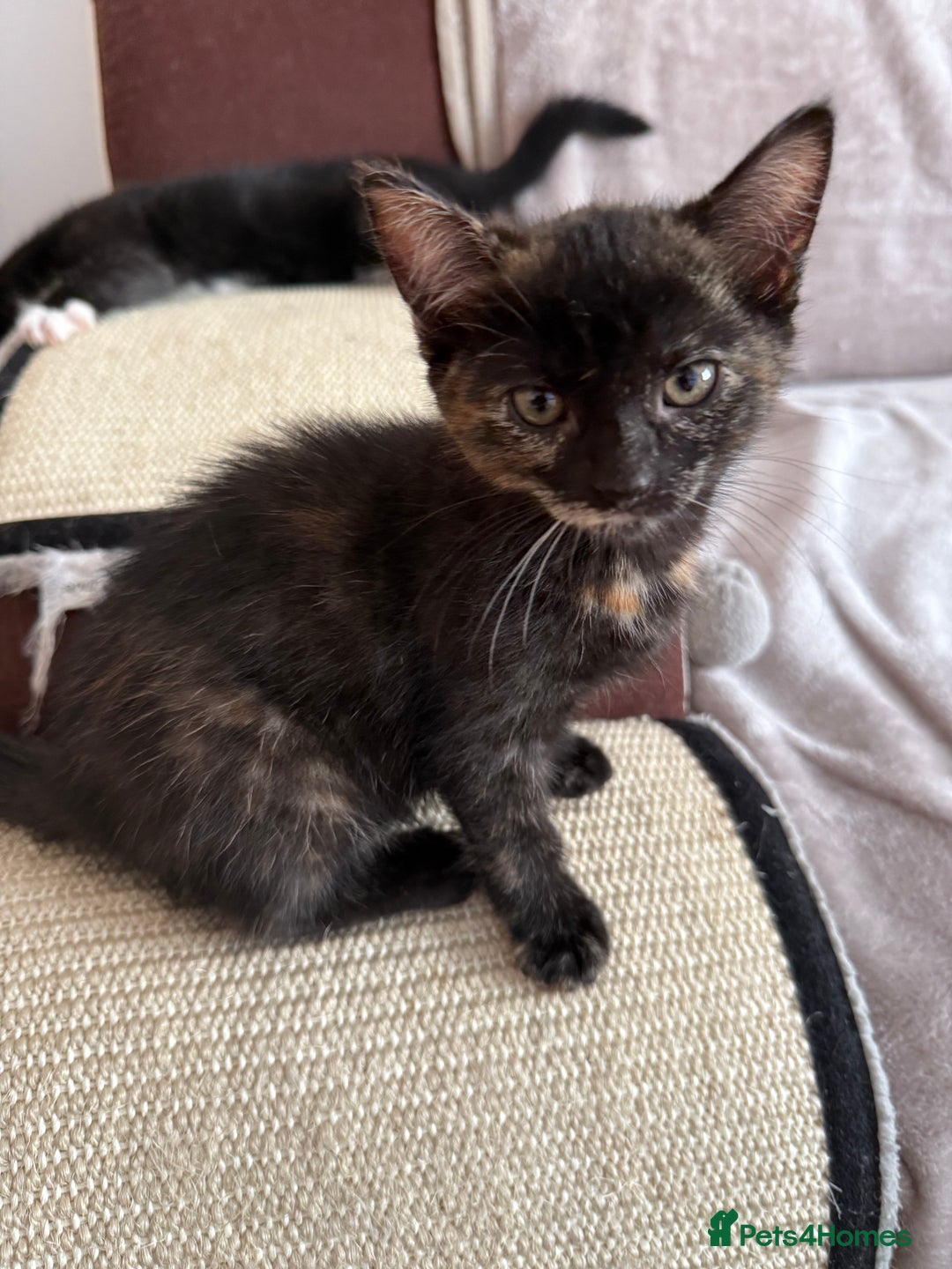 Mixed Breed cats for sale: Kittens - Image 1