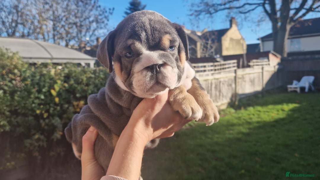 English Bulldog dogs for sale: PEDIGREE KC REGISTERED ENGLISH BULLDOGS - Advert 3