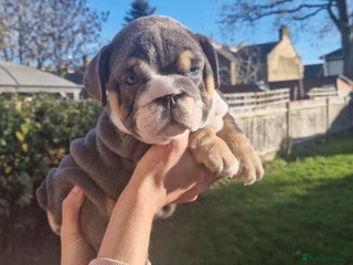 English Bulldog dogs PEDIGREE KC REGISTERED ENGLISH BULLDOGS - Advert 4