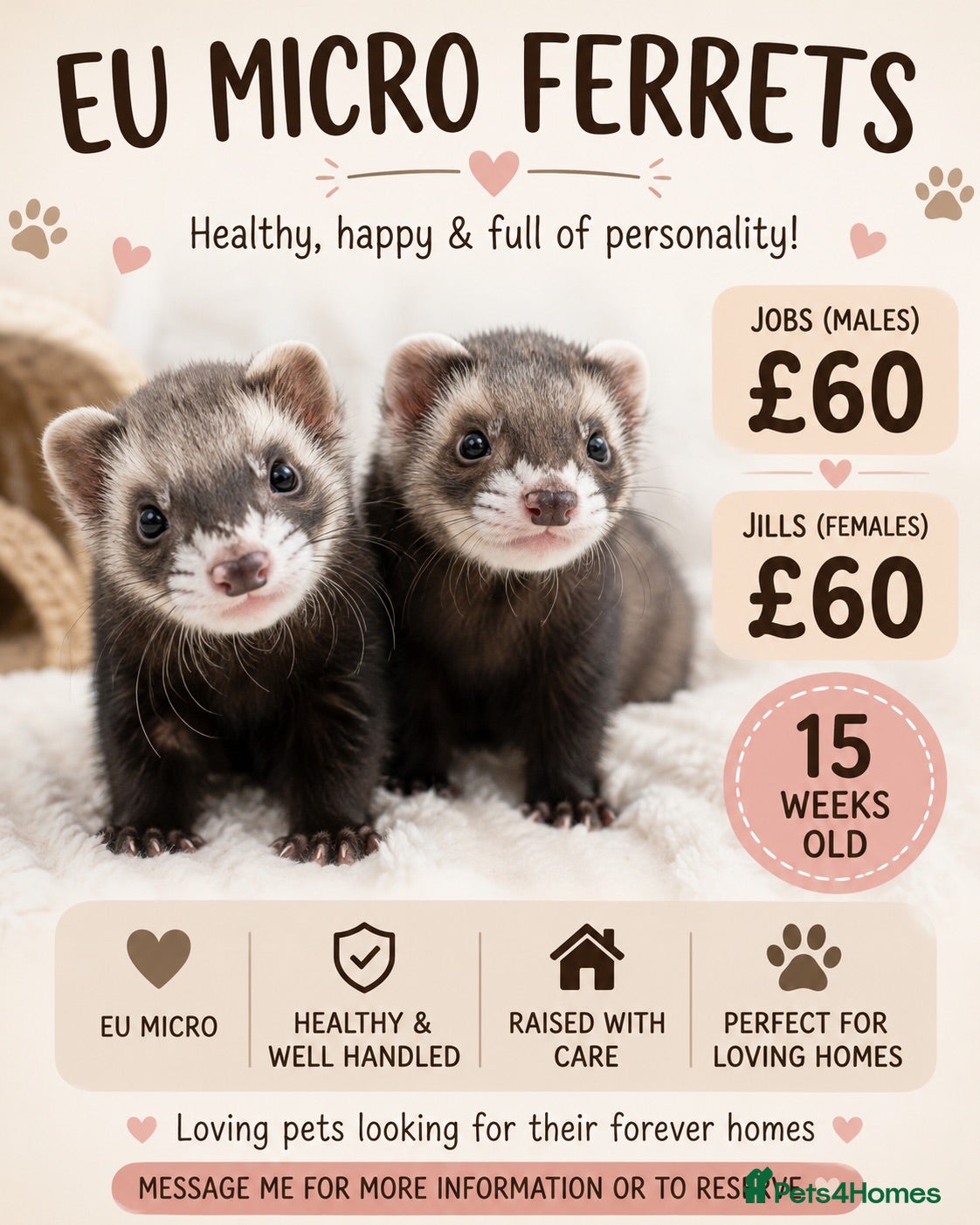 Ferret rodents Micro eu ferrets at 4 girls left 6 boys  - Advert 1