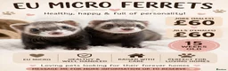 Ferret rodents for sale: Micro eu ferrets at 4 girls left 2 boys 15 weeks  - Advert 1