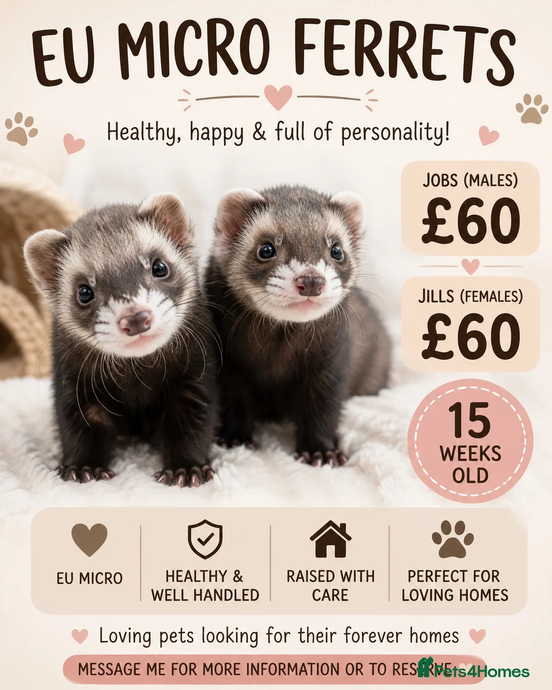 Ferret rodents for sale: Micro eu ferrets at 4 girls left 2 boys 15 weeks  - Advert 1
