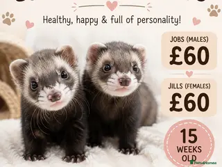 Ferret rodents Micro eu ferrets at 4 girls left 6 boys - Advert 1