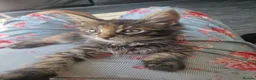 Mixed Breed cats for sale: Maine Coon mix kittens  in Heathfield - Advert 16