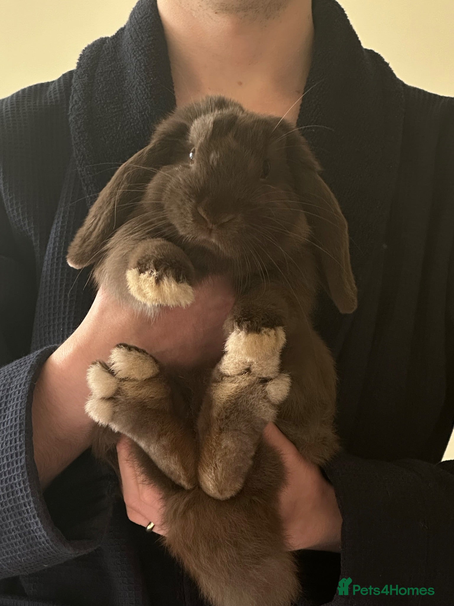 Mini Lop rabbits Loving bunny for adoption  - Advert 2