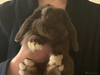 Mini Lop rabbits Loving bunny for adoption - Advert 2
