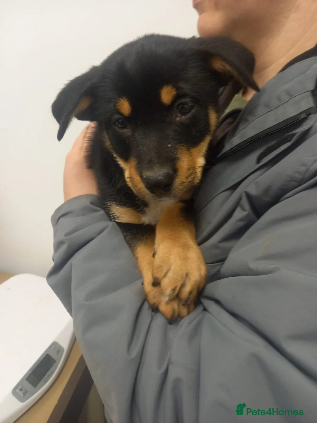 Australian Kelpie dogs for sale: Keplie puppies from working parents - Advert 2