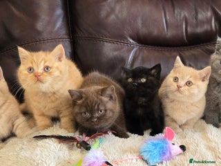 British Shorthair cats GCCF registered Imperial Grand Champion dad! 🏆 - Advert 1