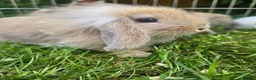 Lionhead rabbits for sale: Lion Lop babies (4 left) READY NOW - Advert 3